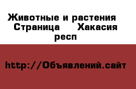  Животные и растения - Страница 4 . Хакасия респ.